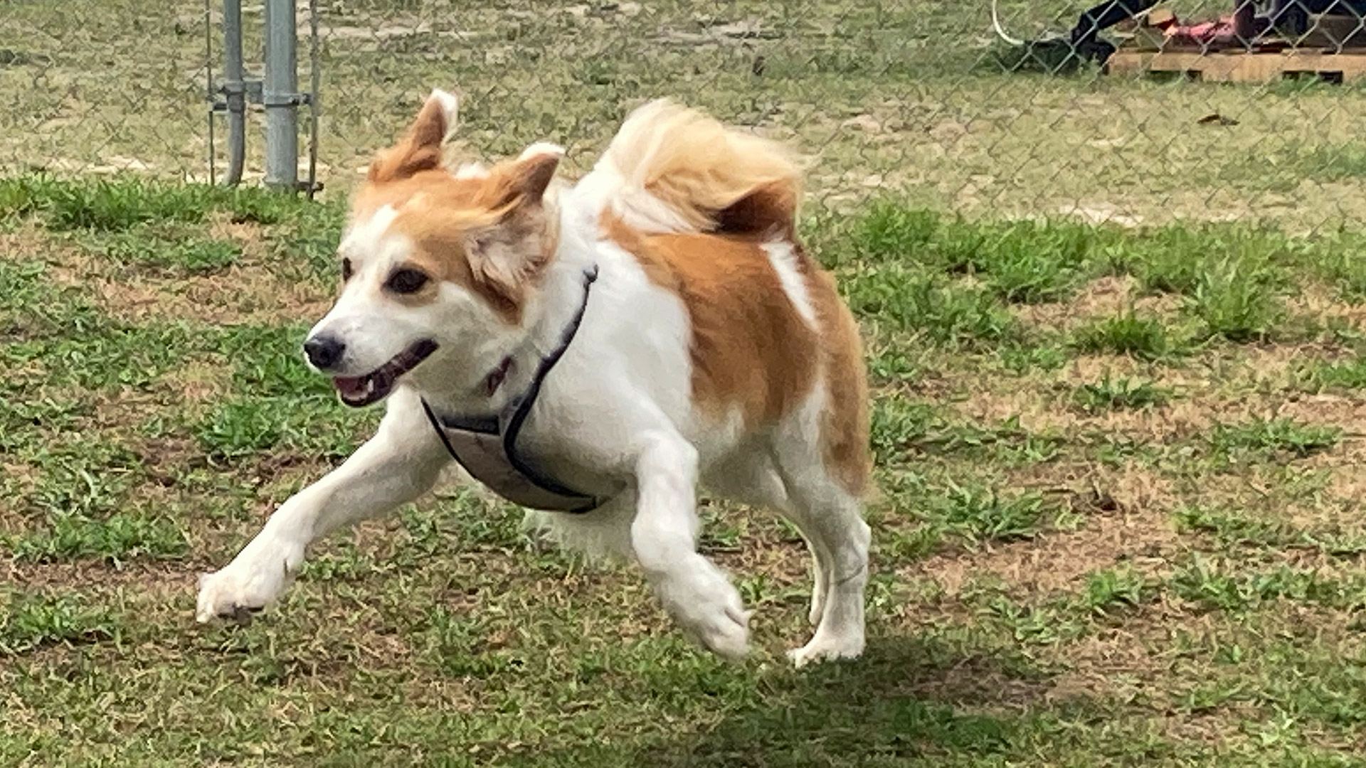 Campers Inn Pet Park