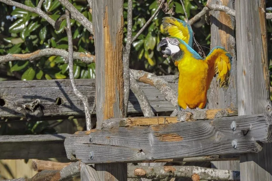 Zoo World Parrot
