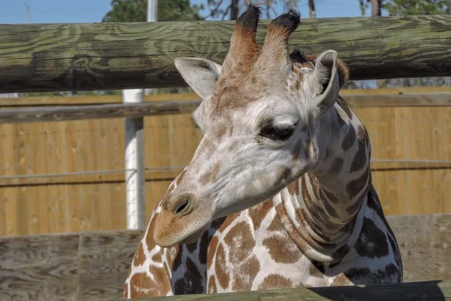 Zoo-World Giraffe 2