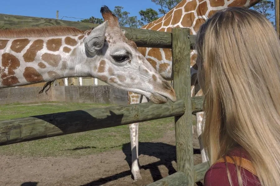 Zoo-World Giraffe