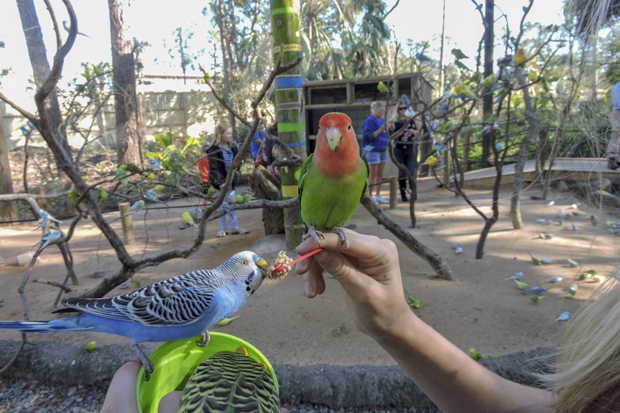 Zoo World Parakeet