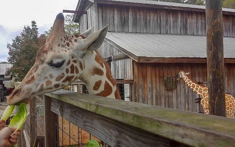 Zoo-World Giraffe 3