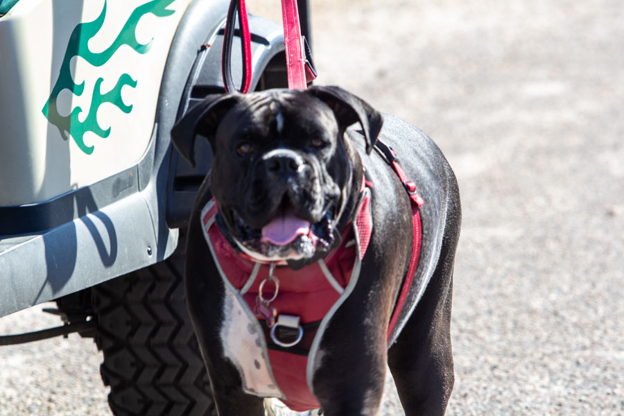 Campers Inn Pets - Bentley