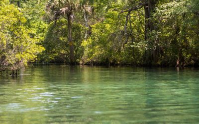 NW Florida Natural Springs