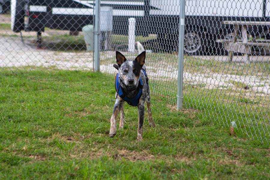 Campers Inn Pet Park 2